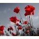 Poppies Poppies
